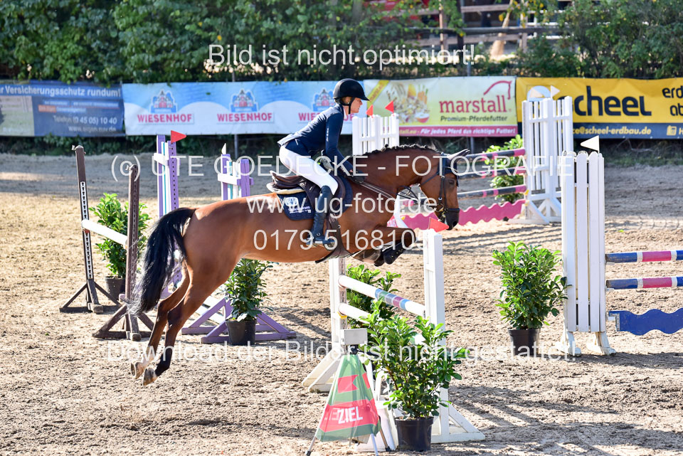 011020---Springpferde-L_147.jpg