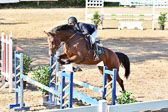 011020---Springpferde-L_101.jpg