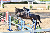 011020---Springpferde-L_106.jpg