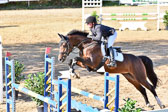 011020---Springpferde-L_110.jpg