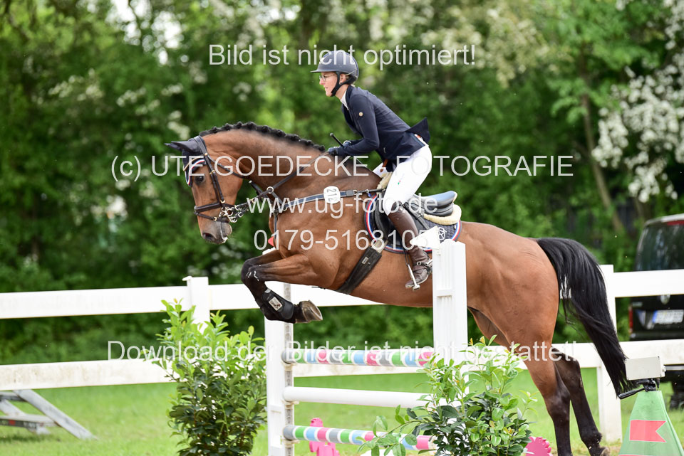 260520-Springpferde-L-_023.jpg