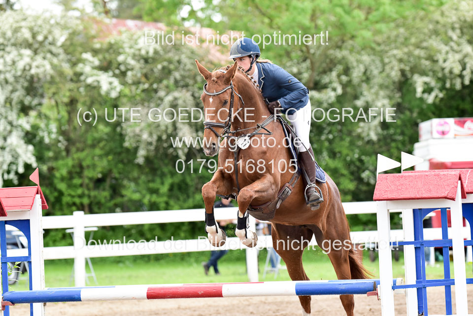 260520-Springpferde-L-_104.jpg