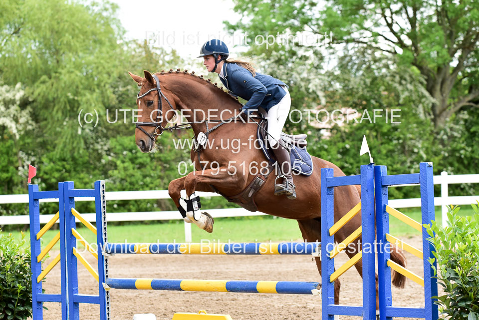 260520-Springpferde-L-_106.jpg