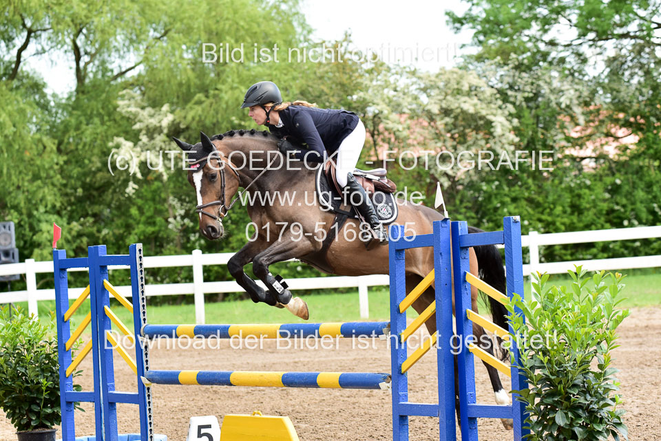 260520-Springpferde-L-_136.jpg