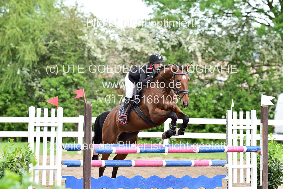 260520-Springpferde-L-_148.jpg