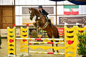 17112020-Springpferde-L-10.jpg