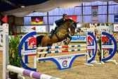17112020-Springpferde-L-102.jpg