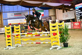 17112020-Springpferde-L-112.jpg