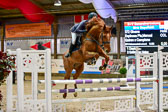 17112020-Springpferde-L-7.jpg