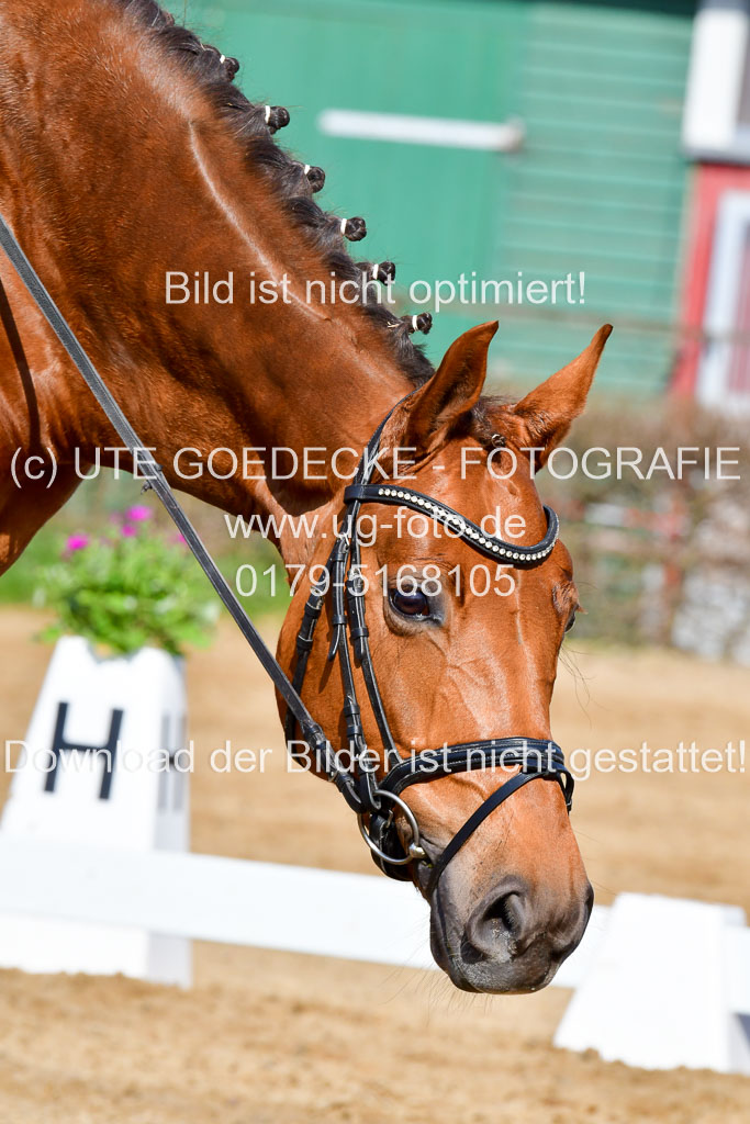 Reitsportzentrum Bremervörde | 10421 Dressur L Tr_277