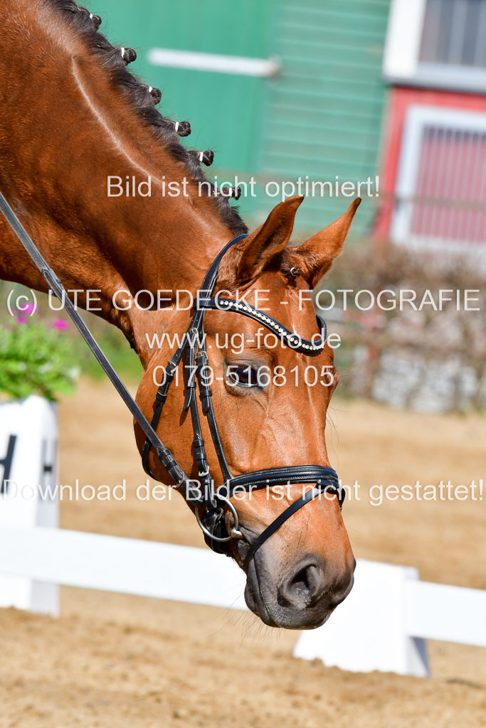 Reitsportzentrum Bremervörde | 10421 Dressur L Tr_278