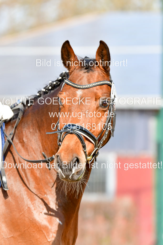 Reitsportzentrum Bremervörde | 10421 Dressur L Tr_297