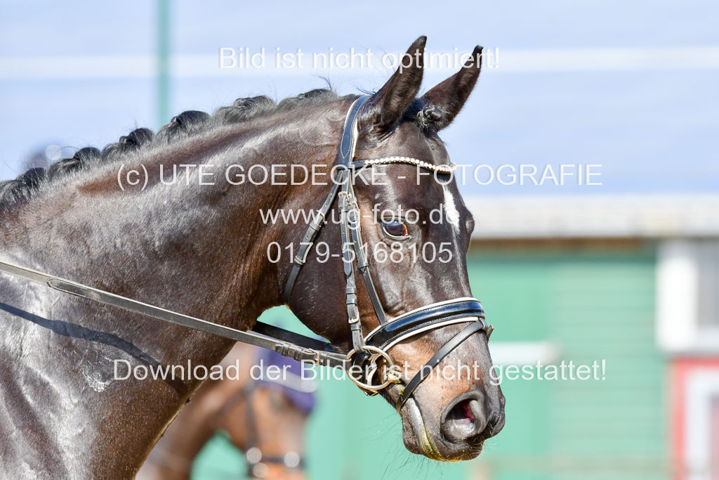 Reitsportzentrum Bremervörde | 10421 Dressur L Tr_352