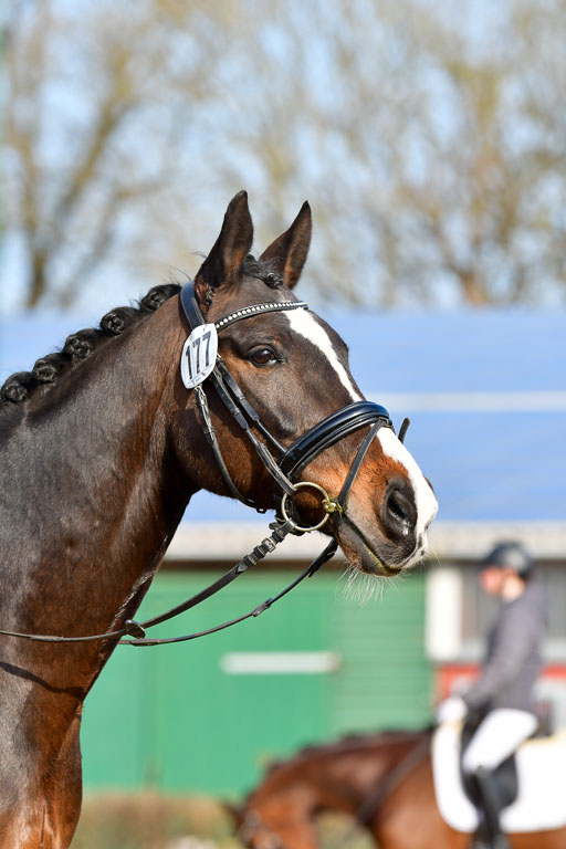 Reitsportzentrum Bremervörde | 10421 Dressur L Tr_067 