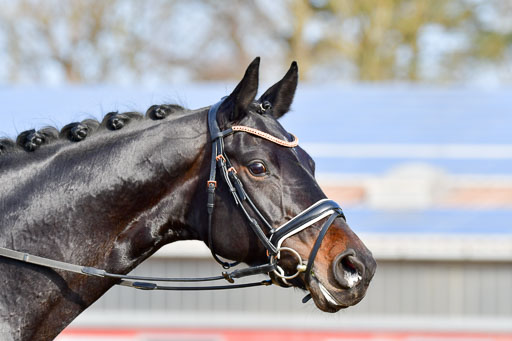Reitsportzentrum Bremervörde | 10421 Dressur L Tr_094 