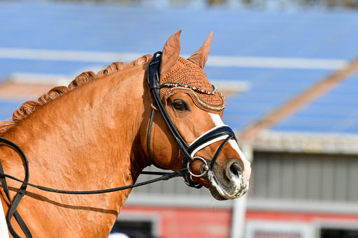 Reitsportzentrum Bremervörde | 10421 Dressur L Tr_123 