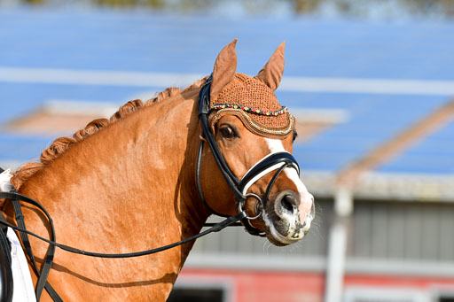 Reitsportzentrum Bremervörde | 10421 Dressur L Tr_124 