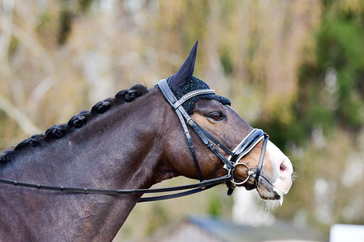 Reitsportzentrum Bremervörde | 10421 Dressur L Tr_191 