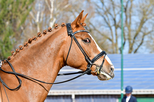 Reitsportzentrum Bremervörde | 10421 Dressur L Tr_223 