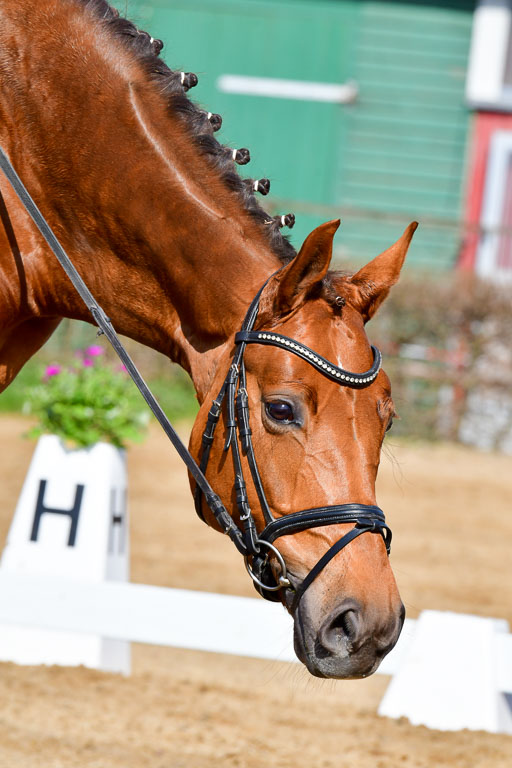 Reitsportzentrum Bremervörde | 10421 Dressur L Tr_277 