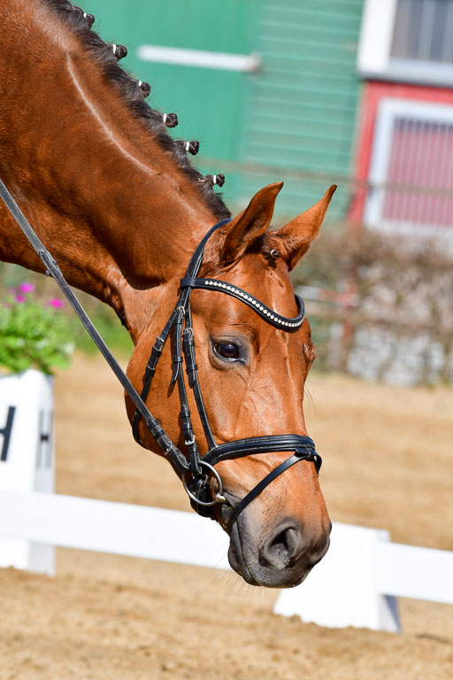 Reitsportzentrum Bremervörde | 10421 Dressur L Tr_278 