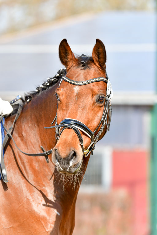 Reitsportzentrum Bremervörde | 10421 Dressur L Tr_297 