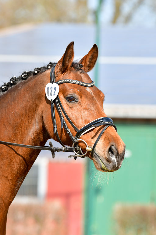 Reitsportzentrum Bremervörde | 10421 Dressur L Tr_298 