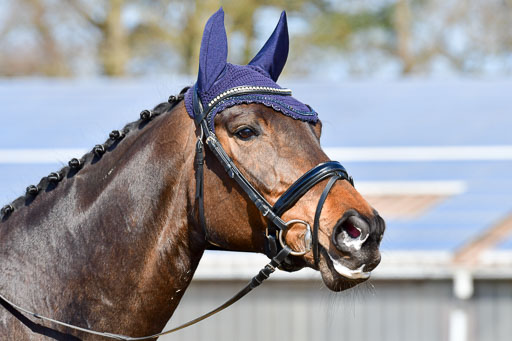 Reitsportzentrum Bremervörde | 10421 Dressur L Tr_330 