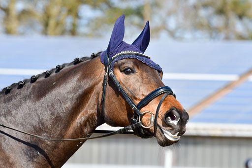 Reitsportzentrum Bremervörde | 10421 Dressur L Tr_331 