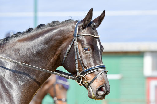 Reitsportzentrum Bremervörde | 10421 Dressur L Tr_352 