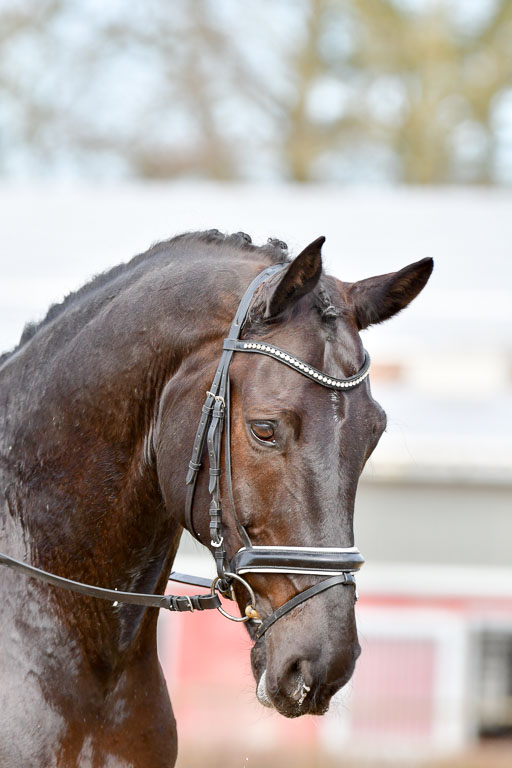 Reitsportzentrum Bremervörde | 10421 Dressur L Tr_410 