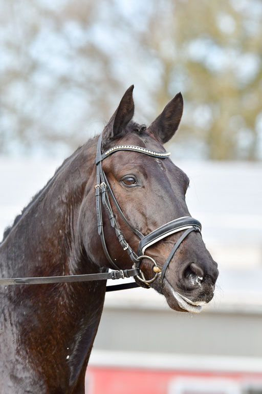 Reitsportzentrum Bremervörde | 10421 Dressur L Tr_411 