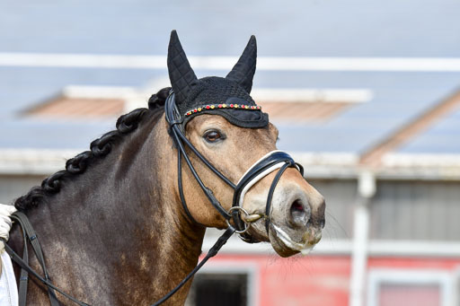 Reitsportzentrum Bremervörde | 10421 Dressur L Tr_442 