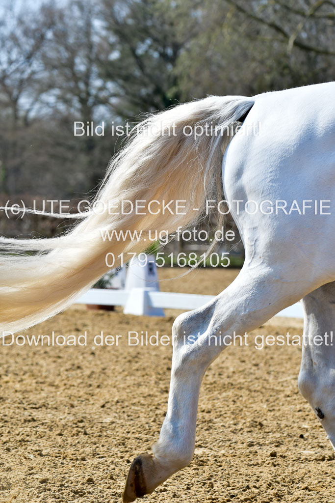 Reitsportzentrum Bremervörde | 170421 Dressur M+ _070