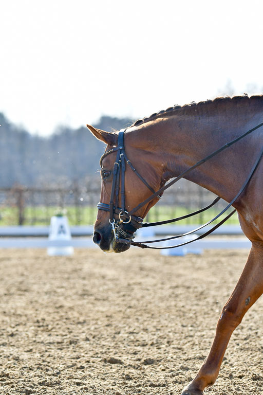 Reitsportzentrum Bremervörde | 170421 Dressur M+ _229 