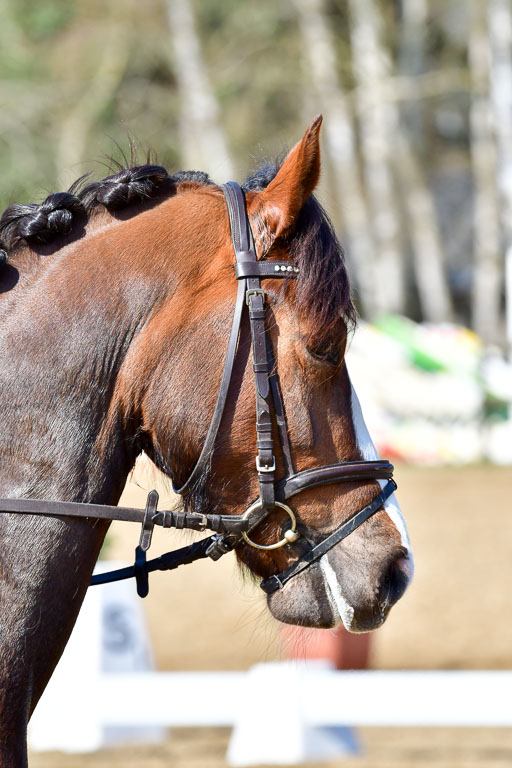 Reitsportzentrum Bremervörde | 160421 Dressurpf A_226 