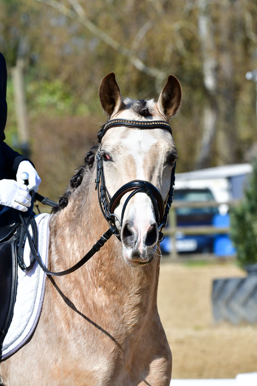 Reitsportzentrum Bremervörde | 160421 Dressurpf A_285 