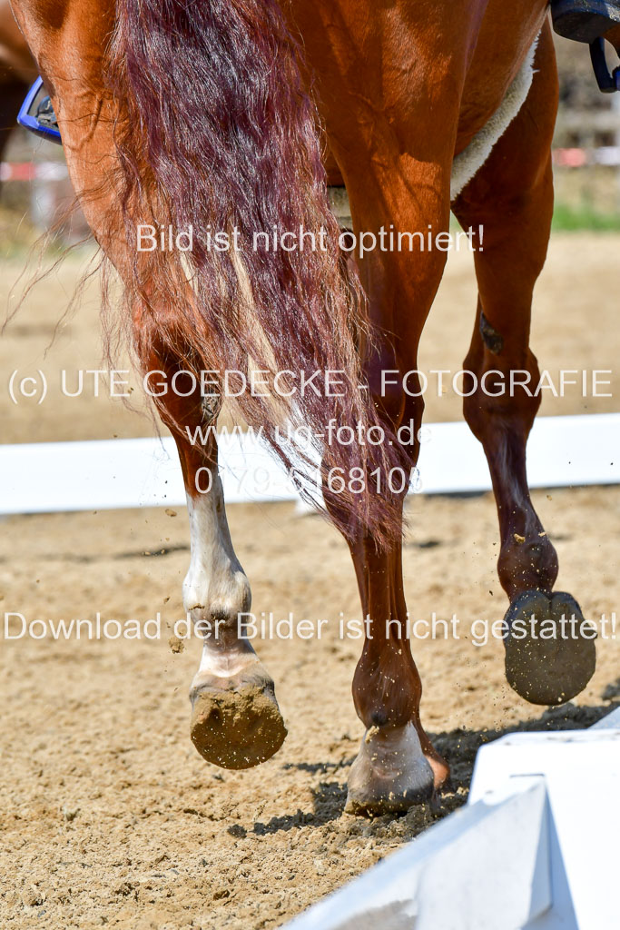 Reitsportzentrum Bremervörde | 160421Dressurpf L_007 