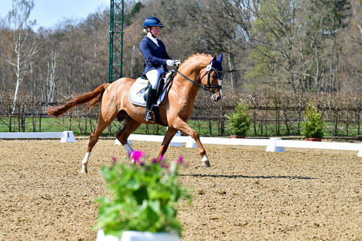 Reitsportzentrum Bremervörde | 160421Dressurpf L_074 