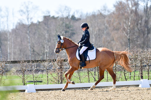 Dressurpony A
