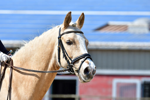 Reitsportzentrum Bremervörde | 160421Dressurpony A_084 