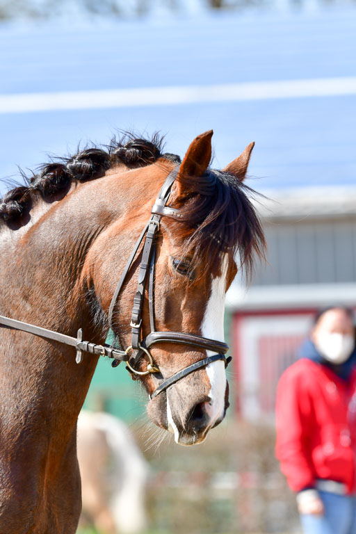 Reitsportzentrum Bremervörde | 160421Dressurpony A_118 