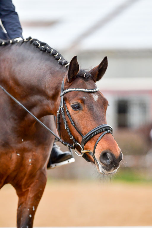 Reitsportzentrum Bremervörde | 170421 Dressurreiter A_244 