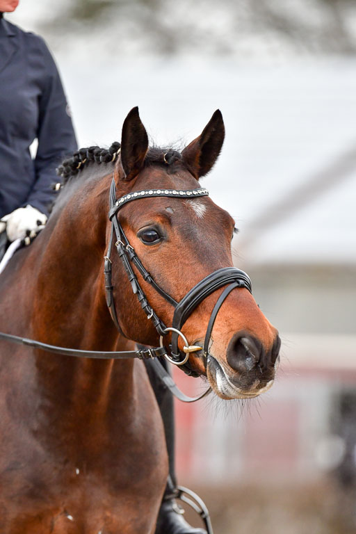 Reitsportzentrum Bremervörde | 170421 Dressurreiter A_246 