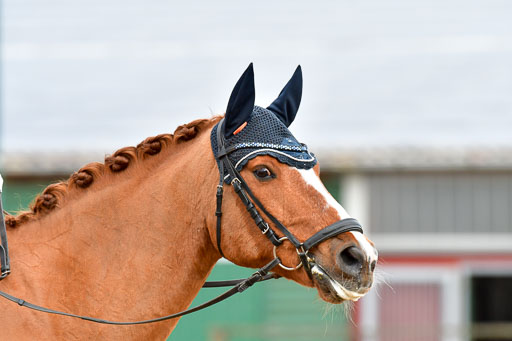 Reitsportzentrum Bremervörde | 170421 Dressurreiter A_415 
