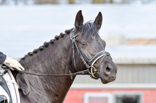 Reitsportzentrum Bremervörde | 170421 Dressurreiter A_480 