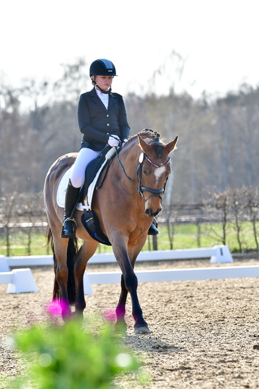 Reitsportzentrum Bremervörde | Dressurreiter WB _029 