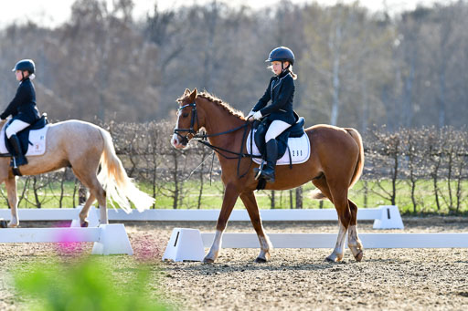 Reitsportzentrum Bremervörde | Dressurreiter WB _188 
