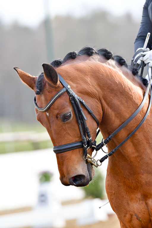 Reitsportzentrum Bremervörde | 10421 Prix St Georges_197 