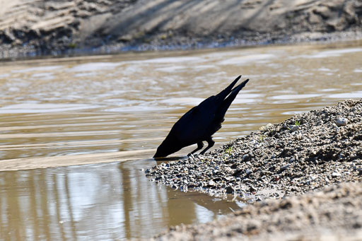 Luhmühlen Geländepferdetag 31.03.21 | 31032021 GPF A++  2 Abt_175 